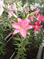 [1785 Triora No02.JPG]